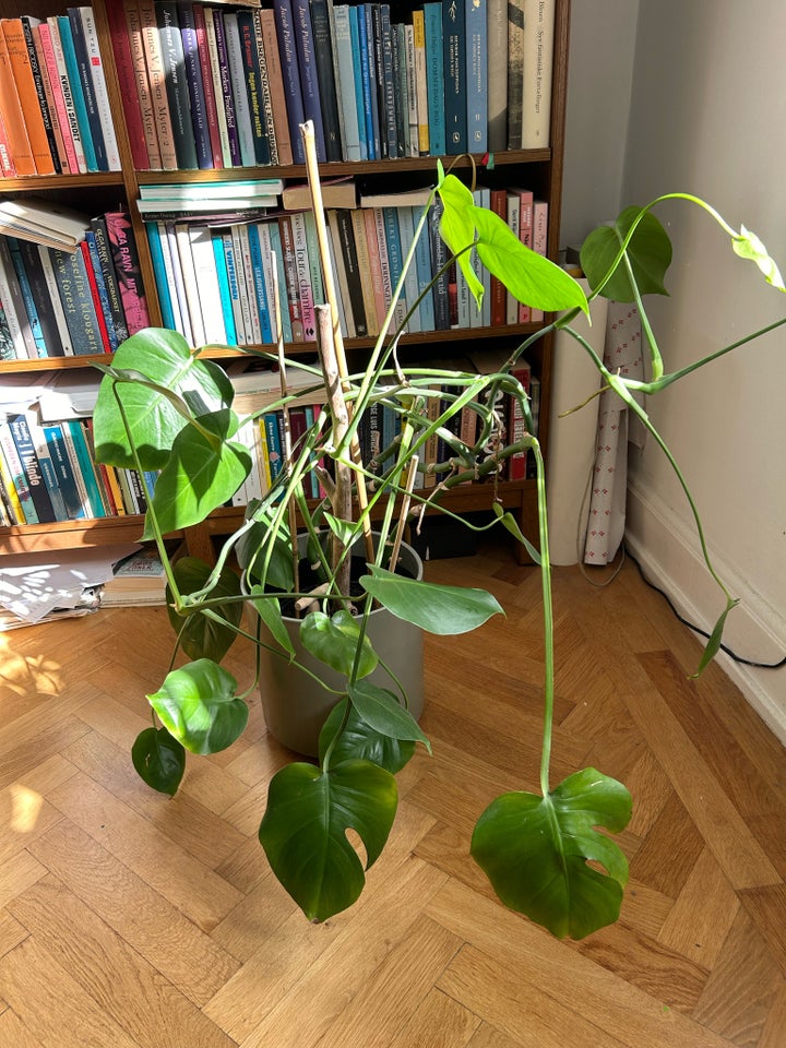 Monstera plante, Monstera