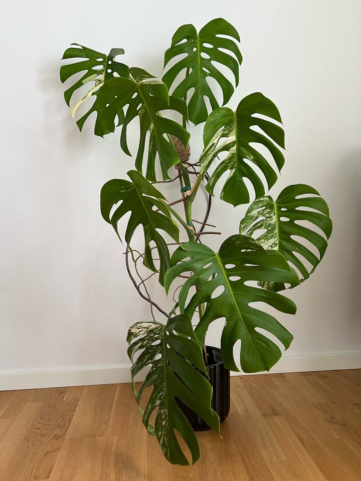 XL Monstera albo top, Plante