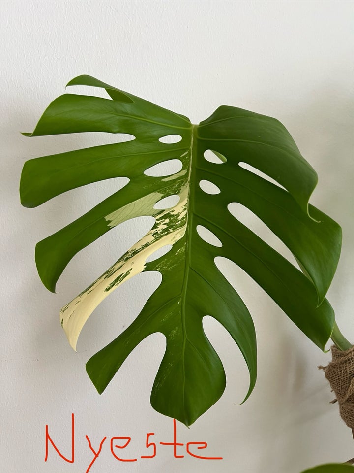 XL Monstera albo top, Plante