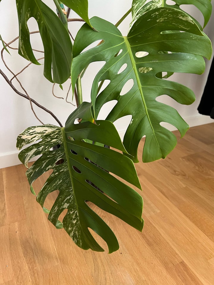 XL Monstera albo top, Plante