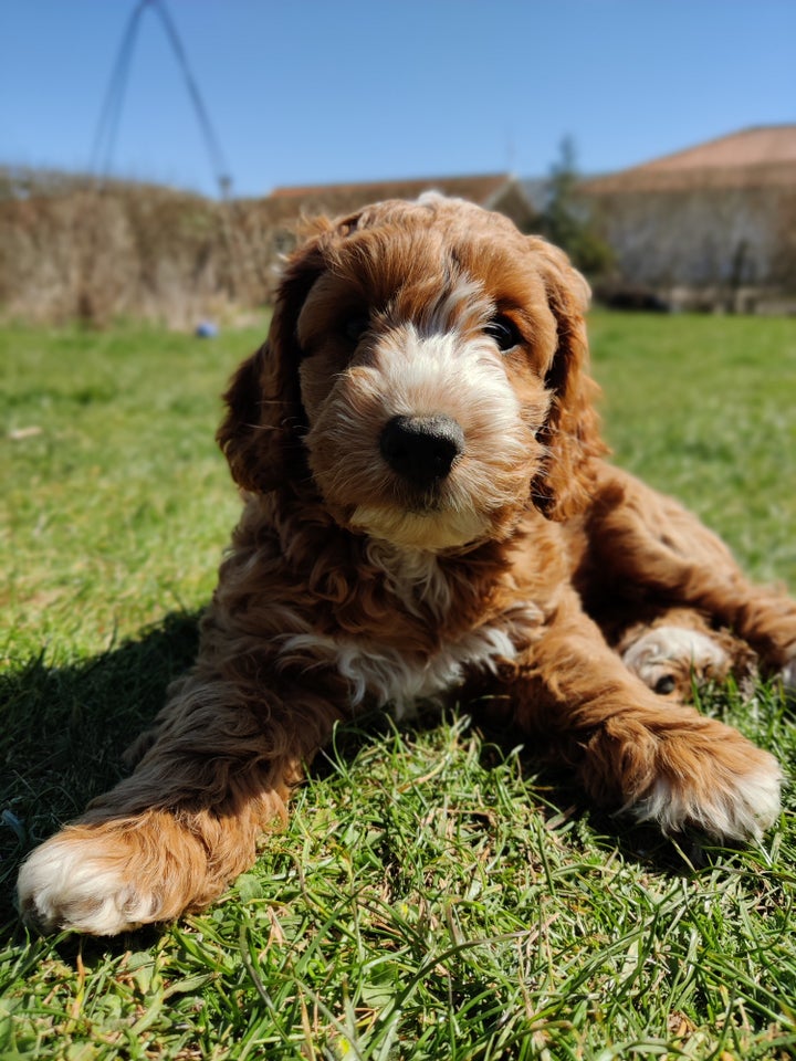 Cockapoo, hvalpe, 8 uger