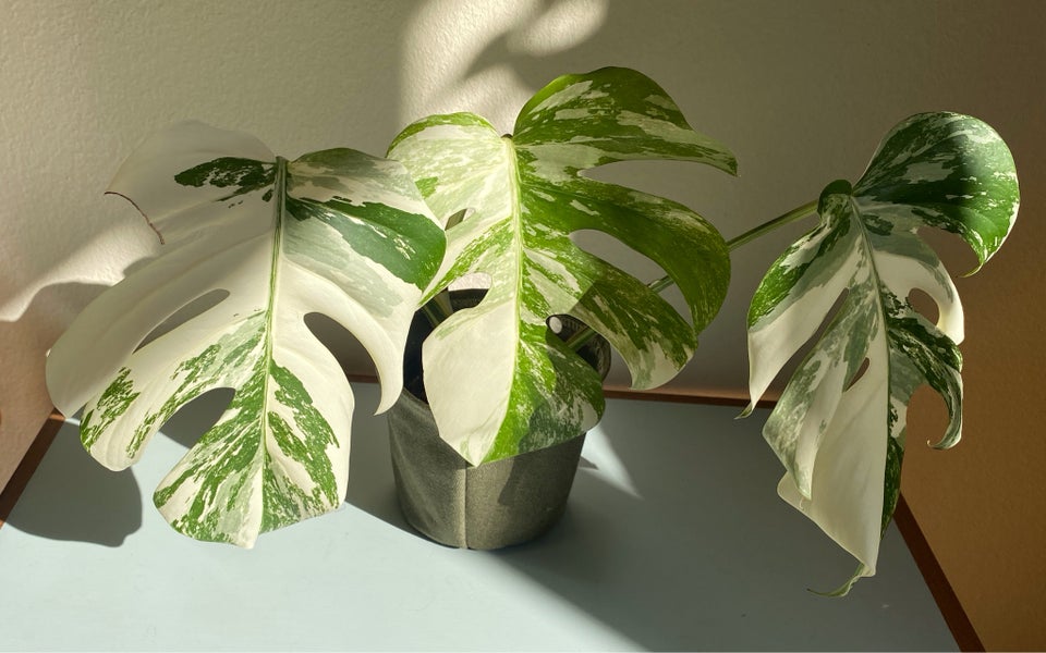 Monstera Albo