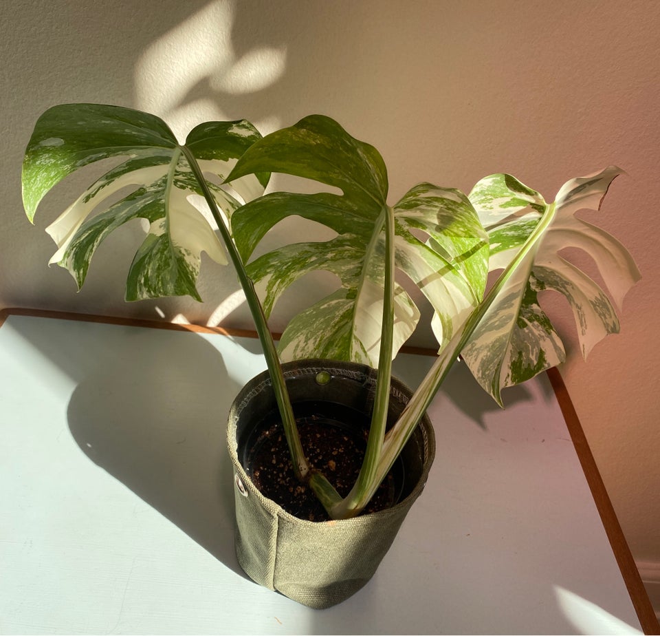 Monstera Albo