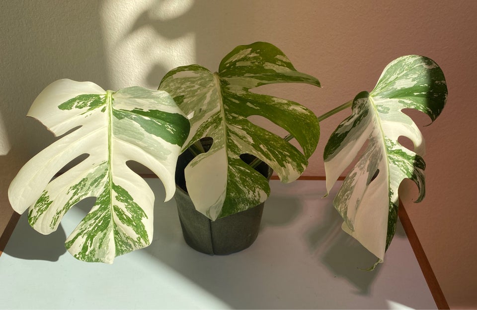 Monstera Albo