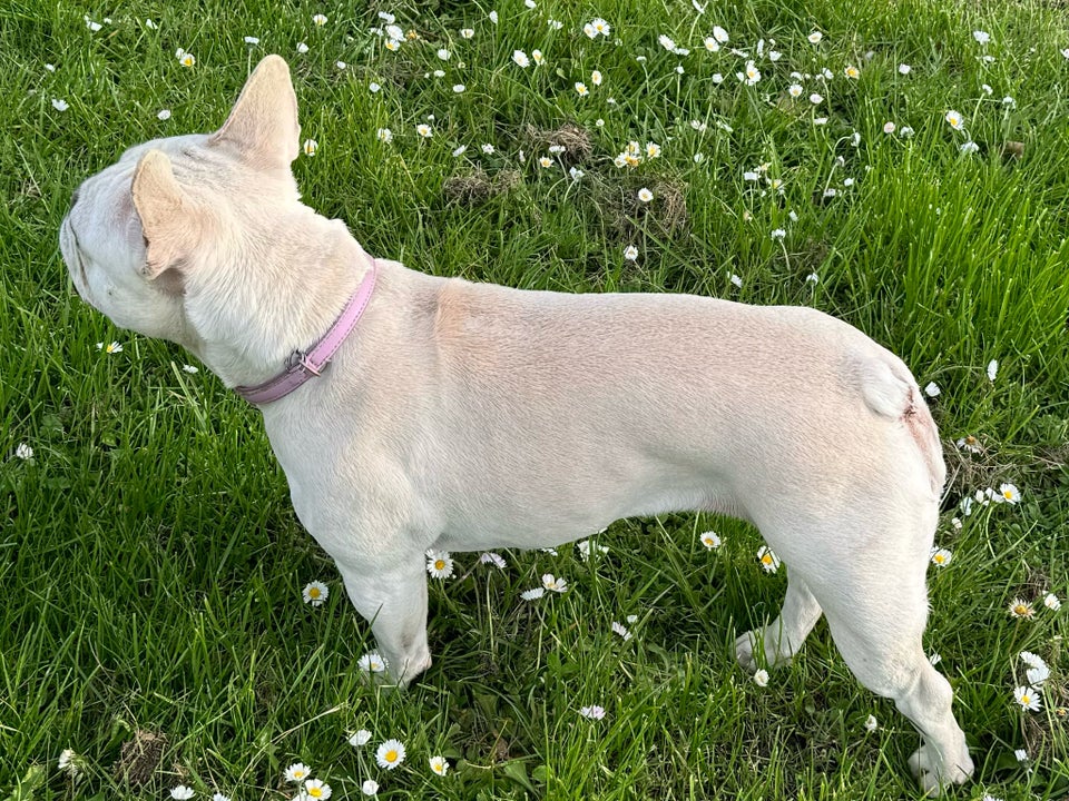 Fransk bulldog, tæve, 3 år