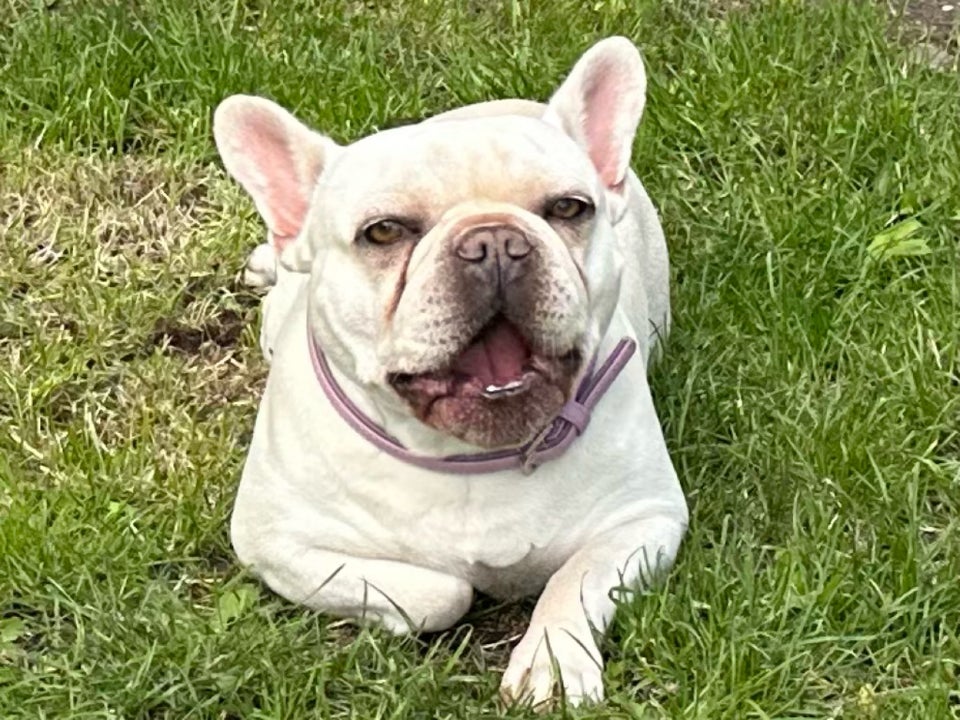 Fransk bulldog, tæve, 3 år