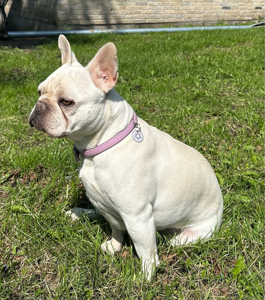 Fransk bulldog, tæve, 3 år