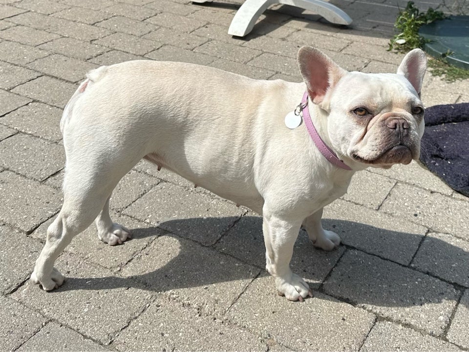 Fransk bulldog, tæve, 3 år