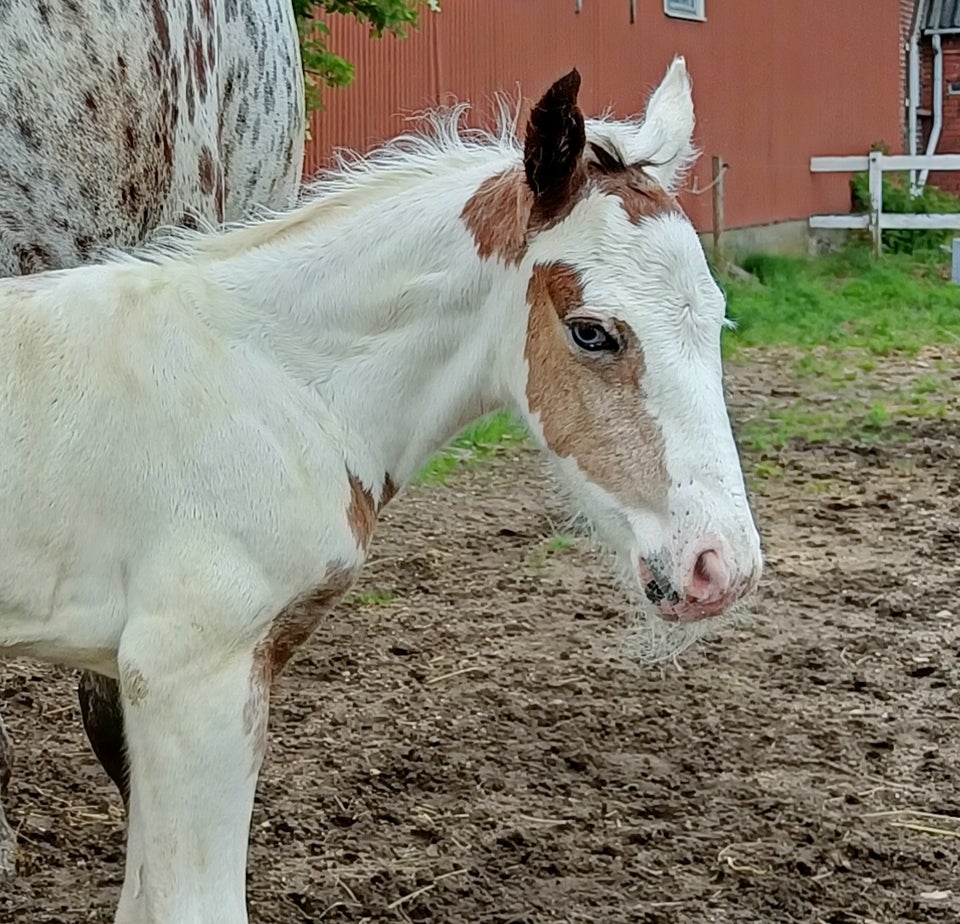 Irish Cob Crossbreed hingst 0 år