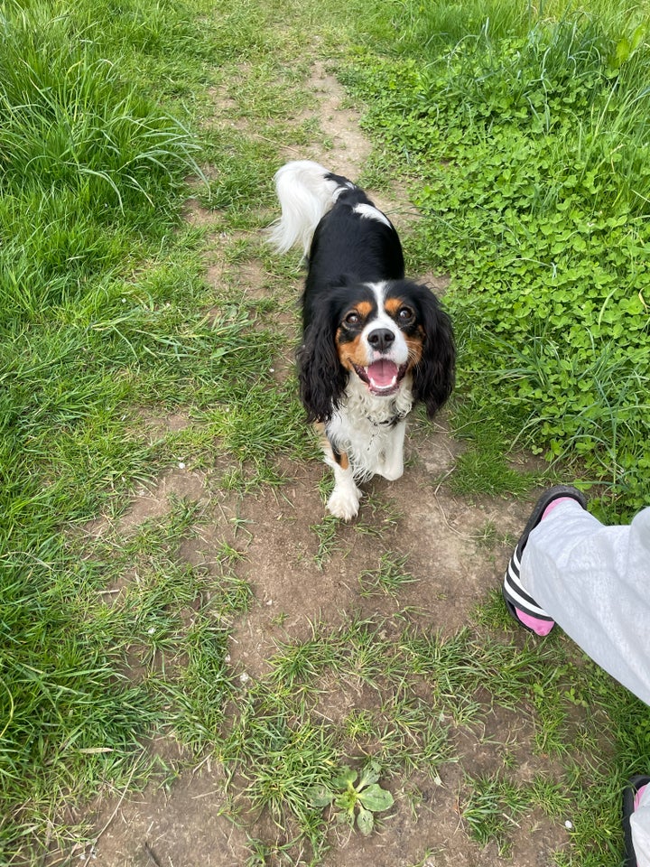 Cavapoo/Cockapoo, hvalpe, 8 uger