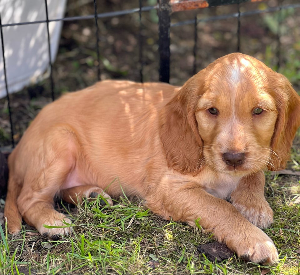 Cocker spaniel  hvalpe 7 uger