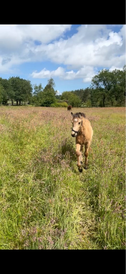 Anden race, hingst, 0 år