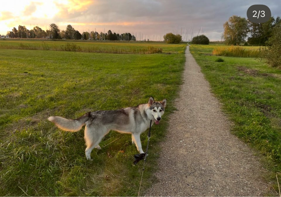 Husky og Malamut, hund, 12 mdr.