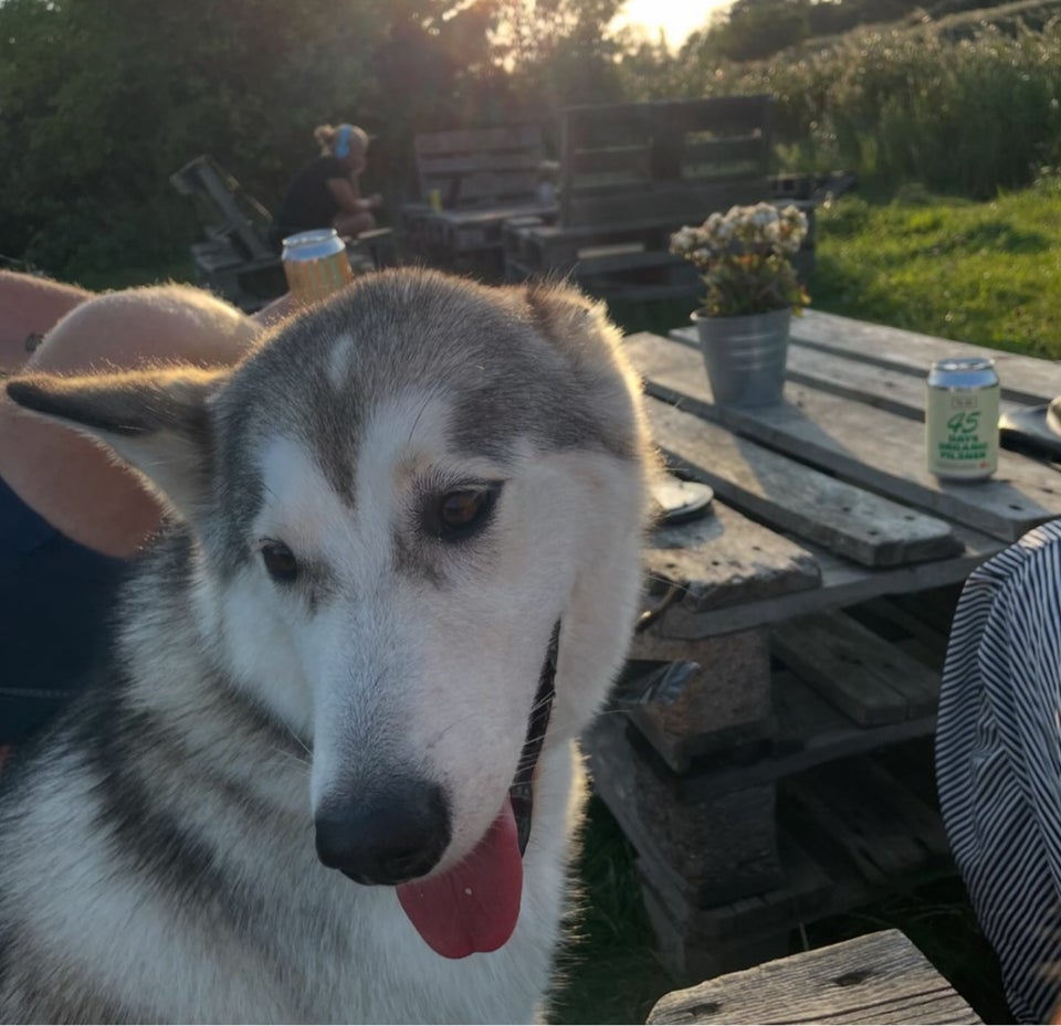 Husky og Malamut, hund, 12 mdr.