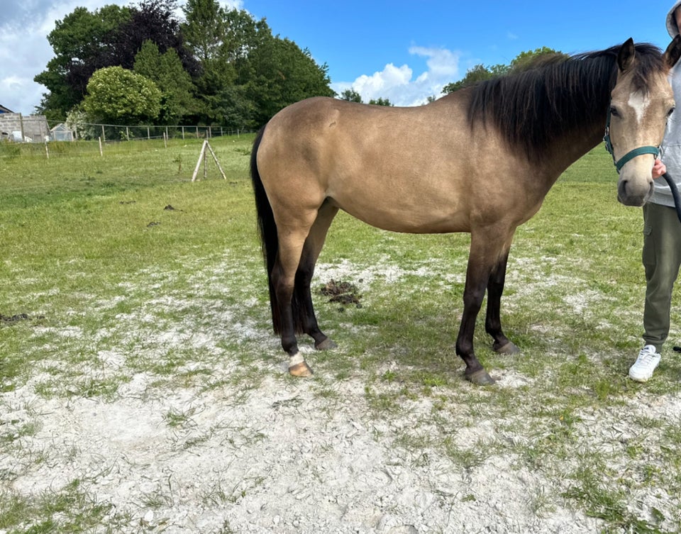 Blanding - varmblod hoppe 4 år