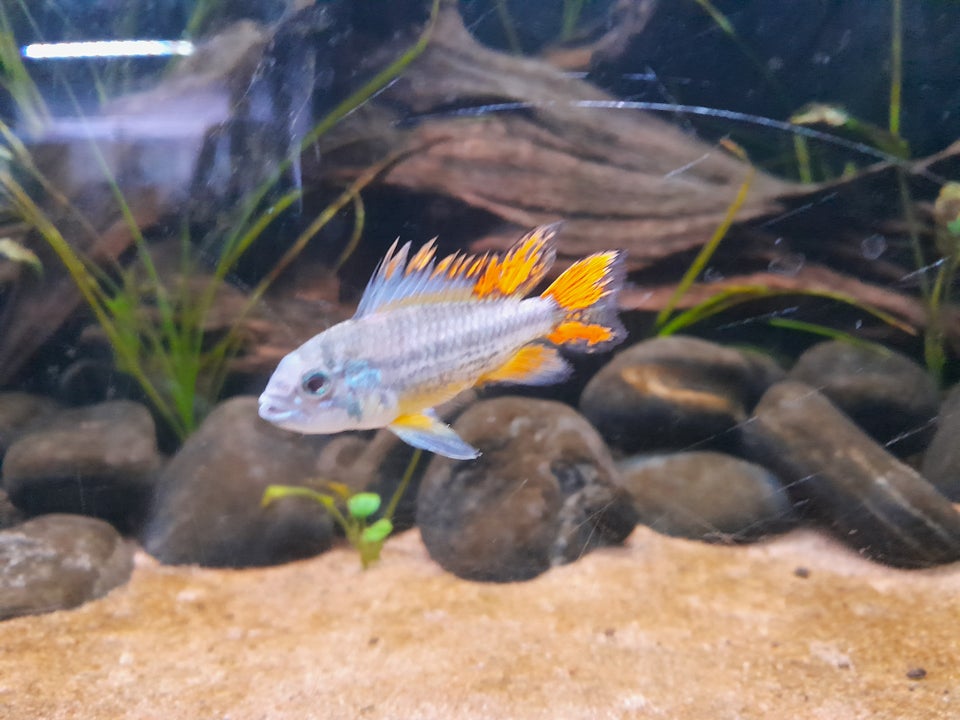 Apistogramma cacatuoides, 2 stk.