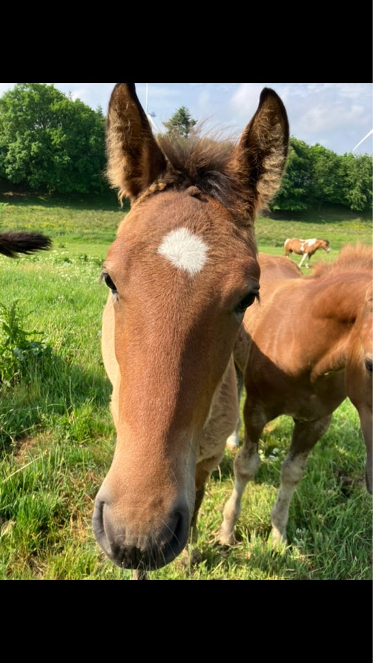 Blanding hingst 0 år