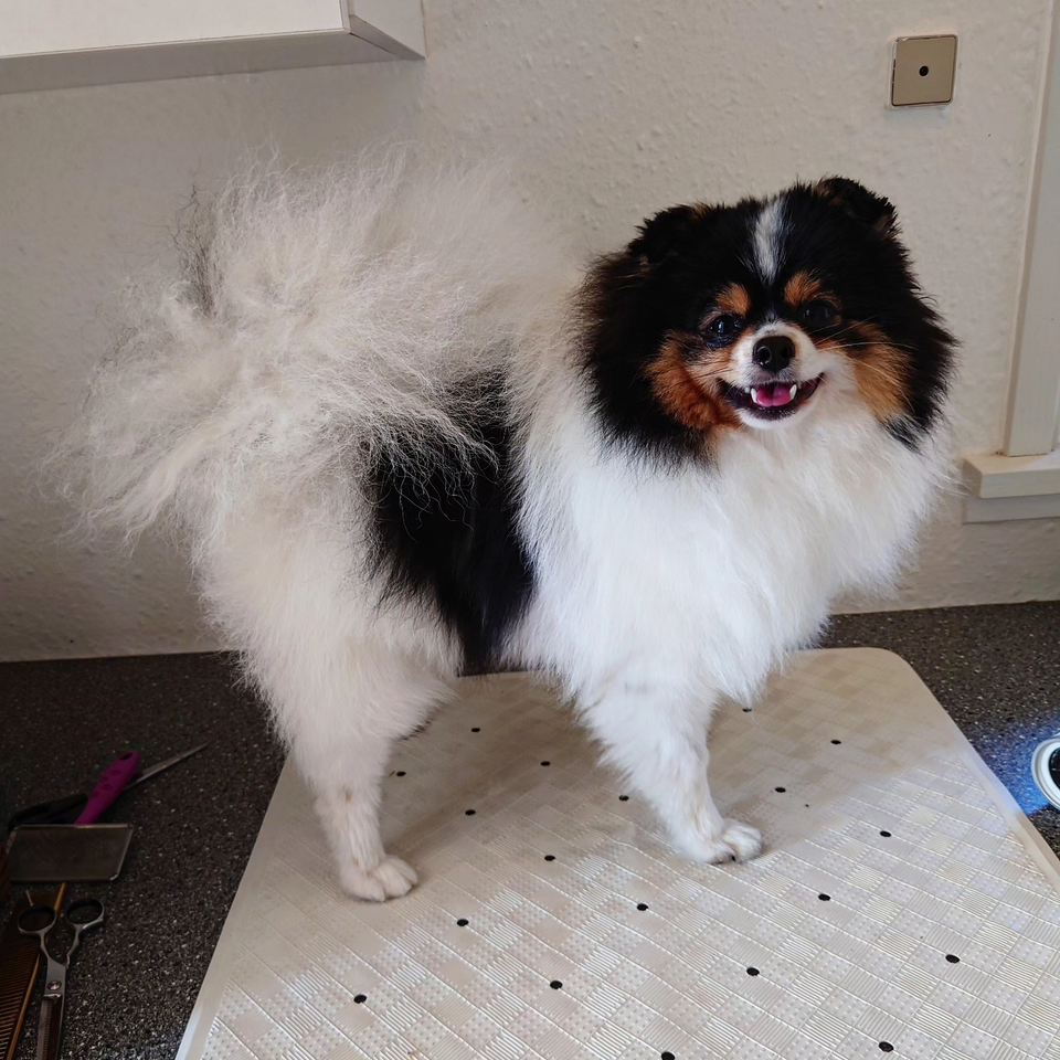 Pomeranian, hund, 12 mdr.