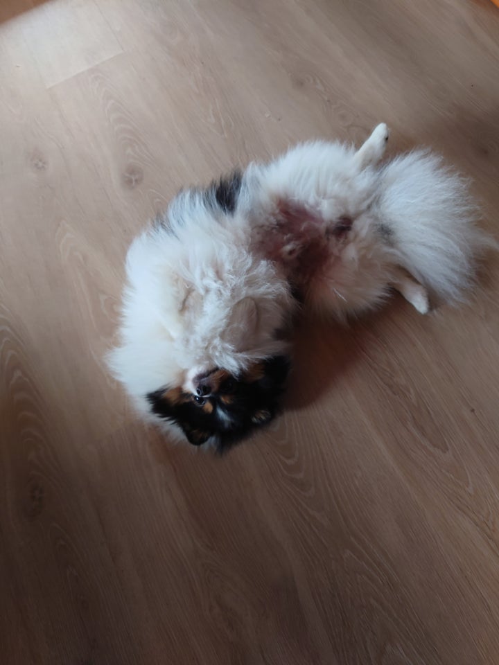 Pomeranian, hund, 12 mdr.