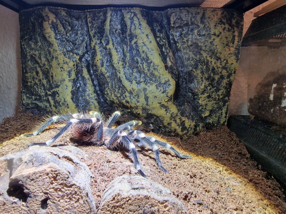 Edderkop Acanthoscurria