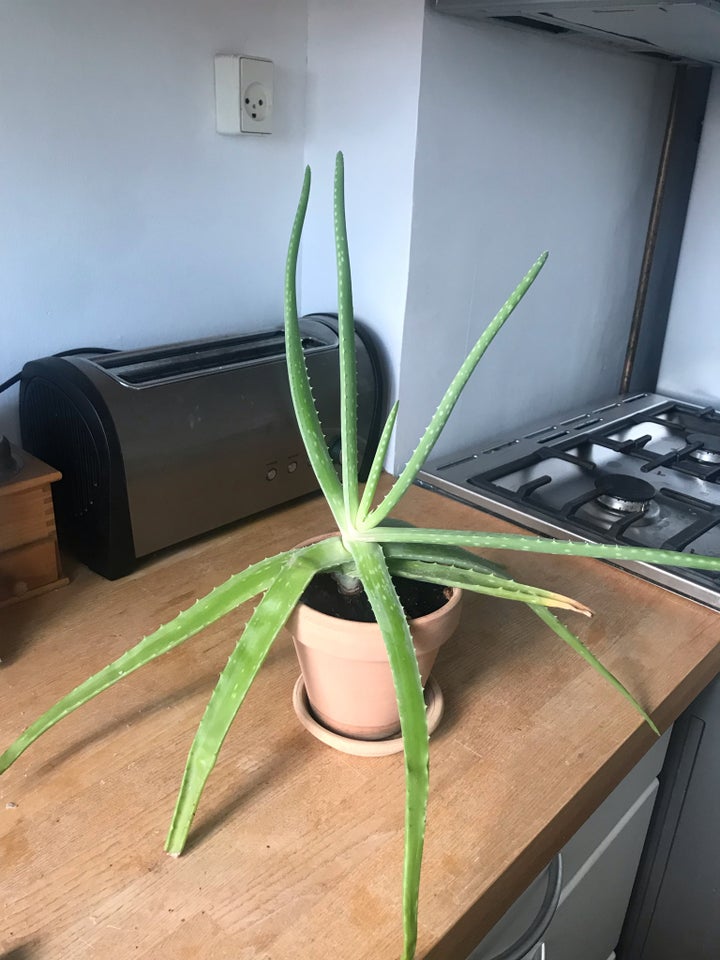 Aloe Vera