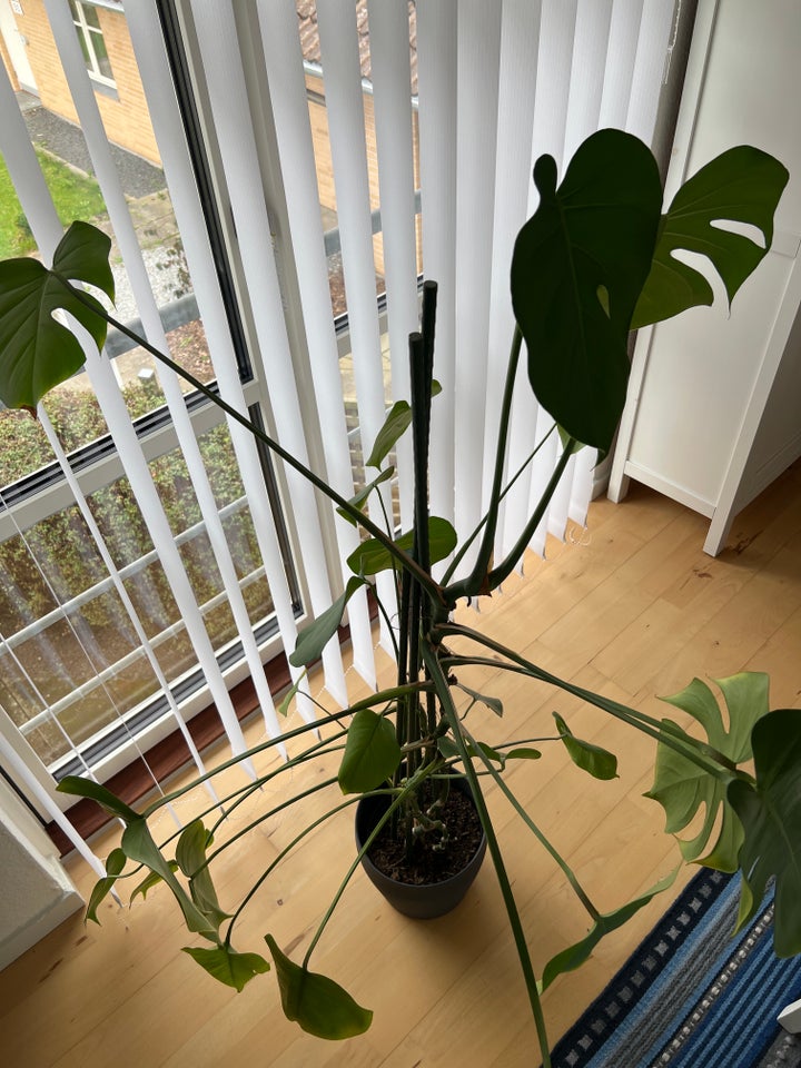 Plante, Monstera