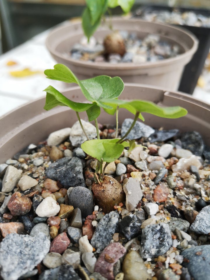 Sukkulent, Dioscorea