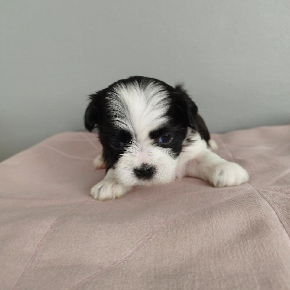 Lhasa Apso/Shih Tzu