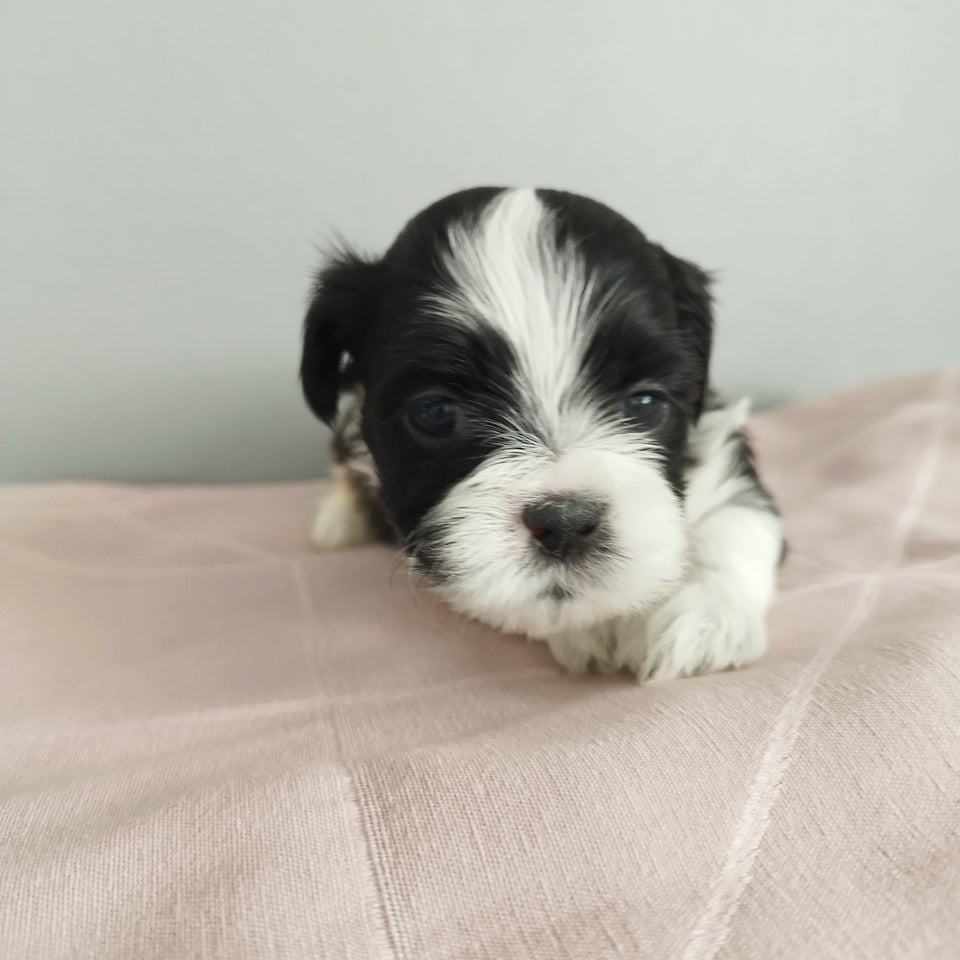 Lhasa Apso/Shih Tzu