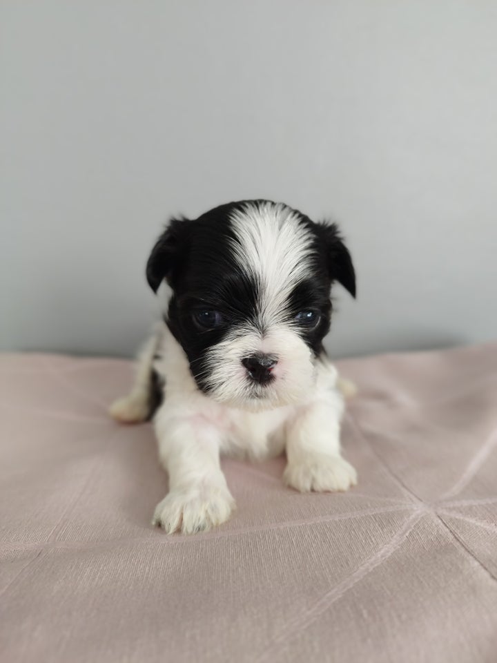 Lhasa Apso/Shih Tzu