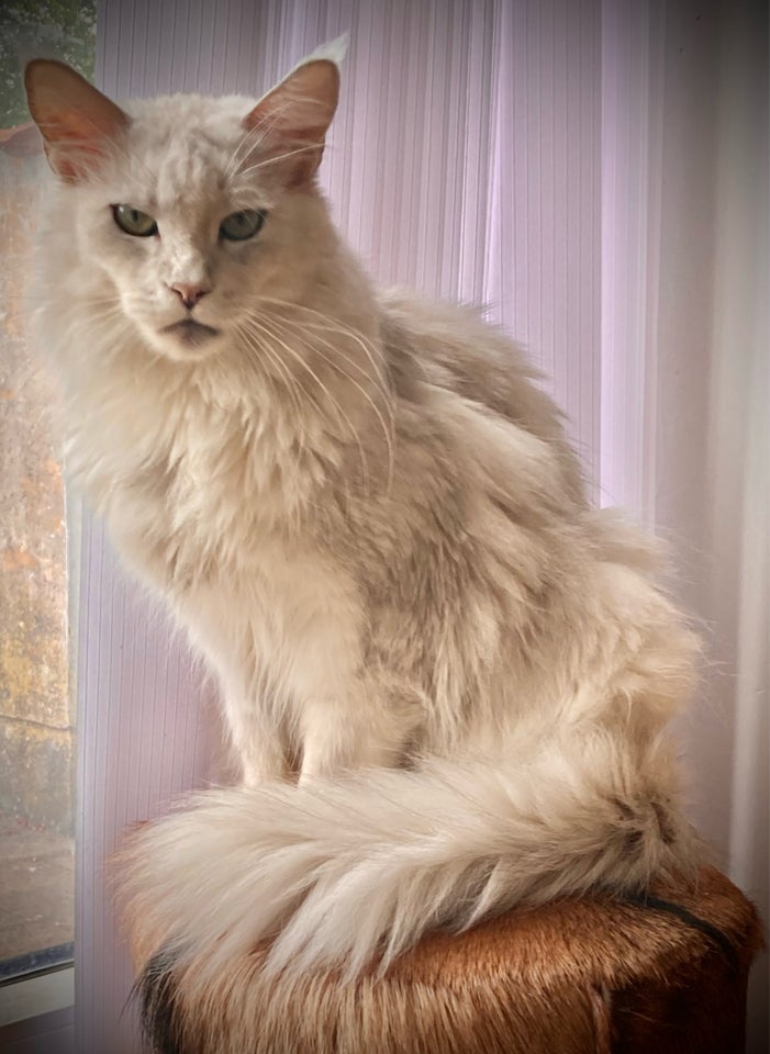 Maine Coon hunkat 4 år