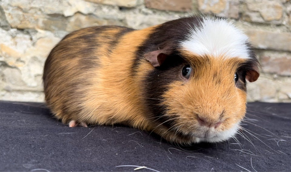 Marsvin, Kæledyr, 2 år