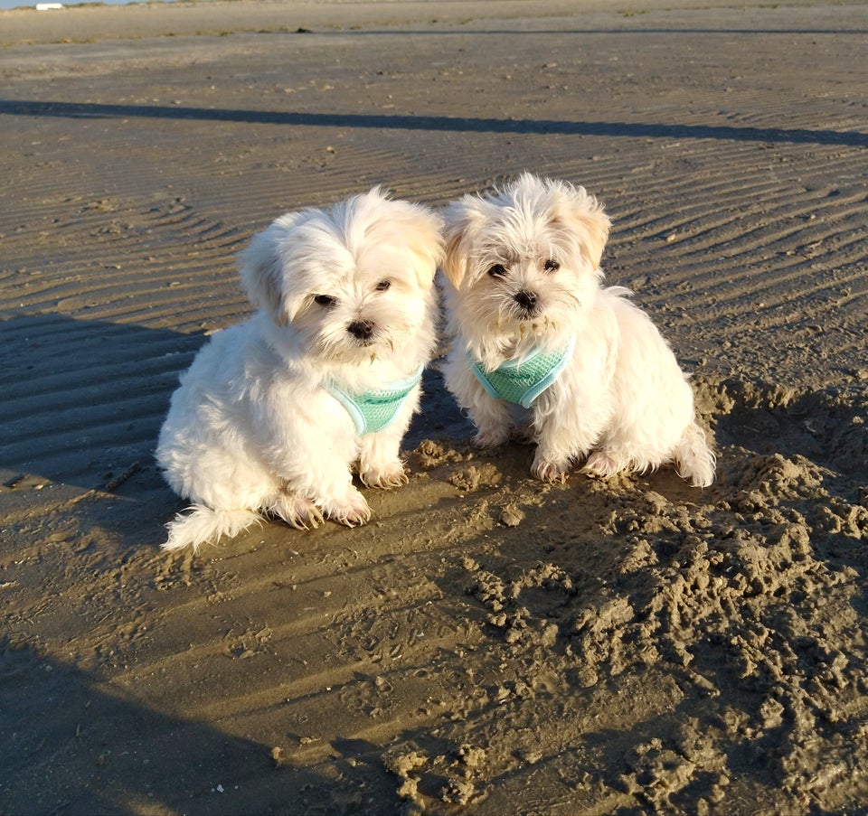 Yorkshire Terrier x Maltese...