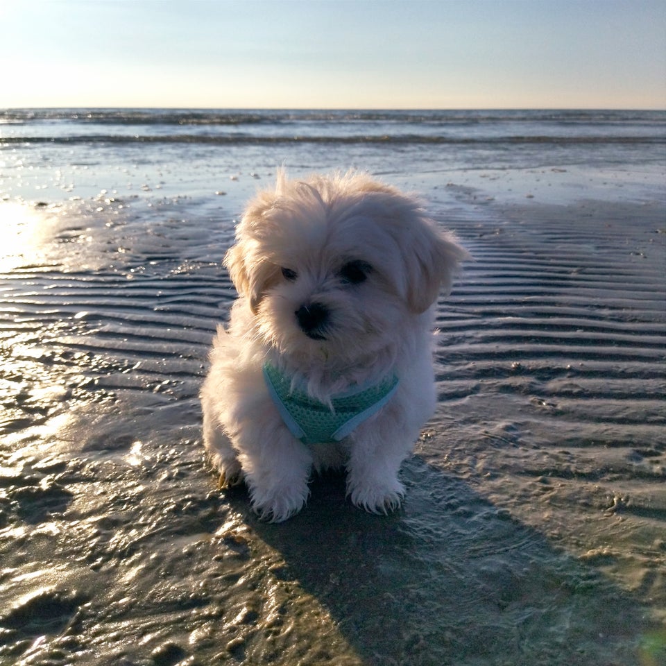 Yorkshire Terrier x Maltese...