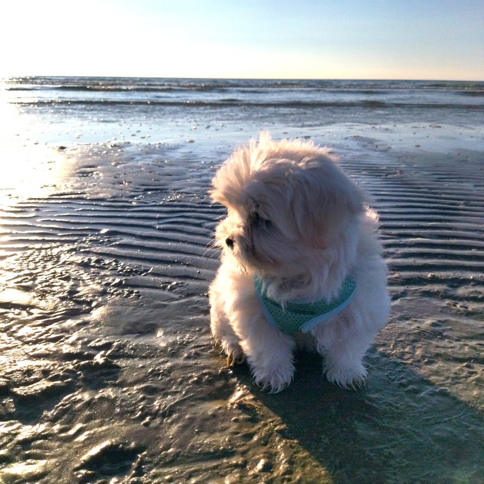 Yorkshire Terrier x Maltese...