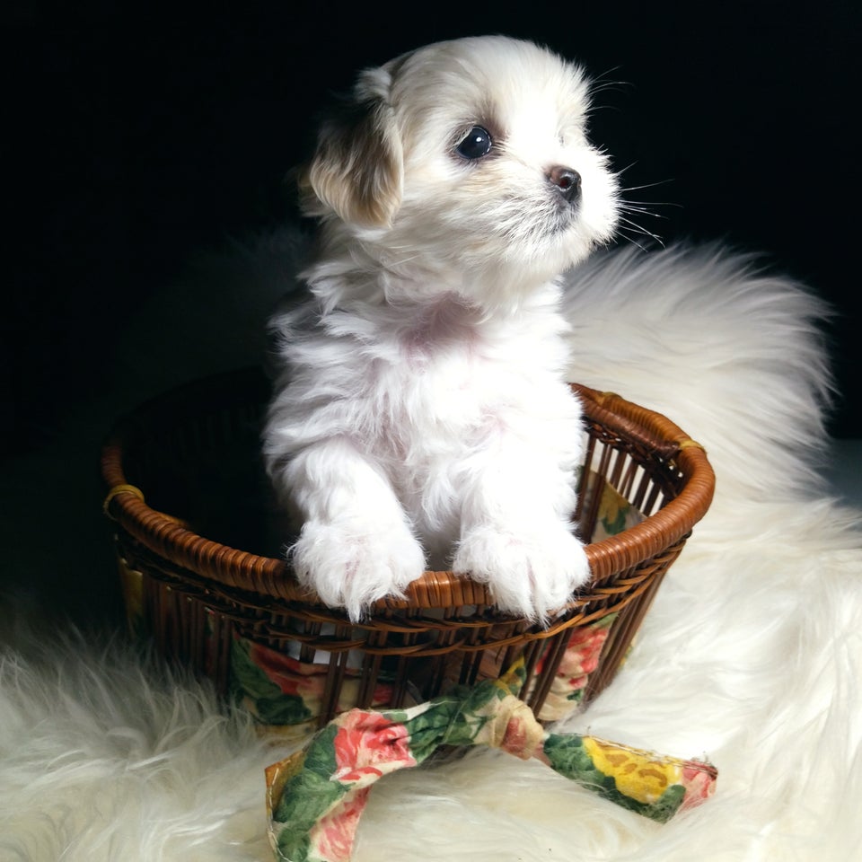 Yorkshire Terrier x Maltese...