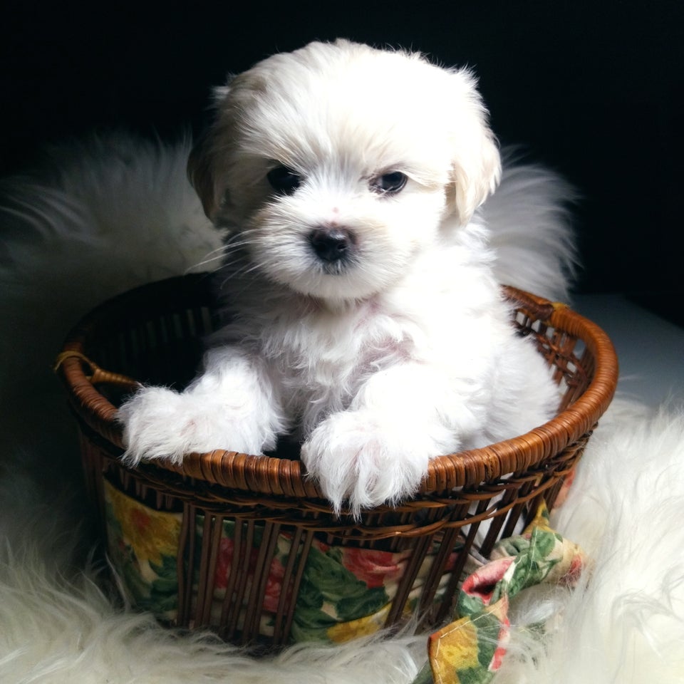 Yorkshire Terrier x Maltese...