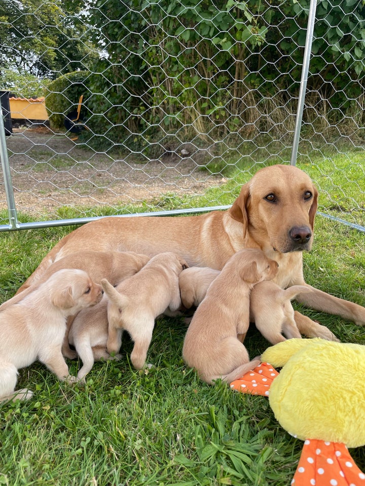 Labrador Formel 1 hvalpe 3 uger