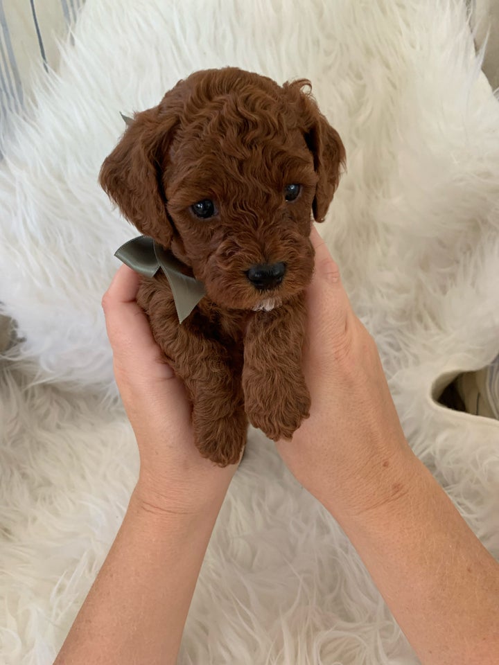 Smukke Cavapoo hvalpe