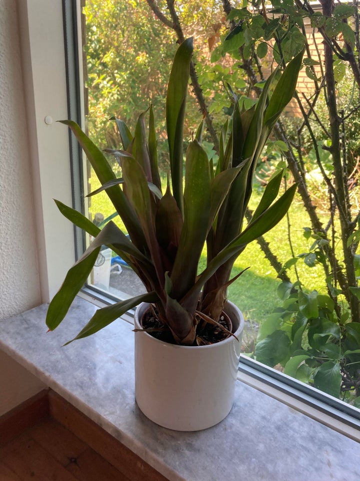 BLANDEDE BILLIGE STUEPLANTER