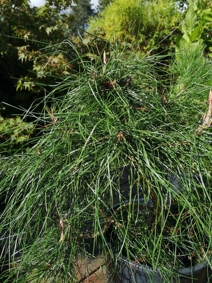 Fyrretræ Pinus tabuliformis