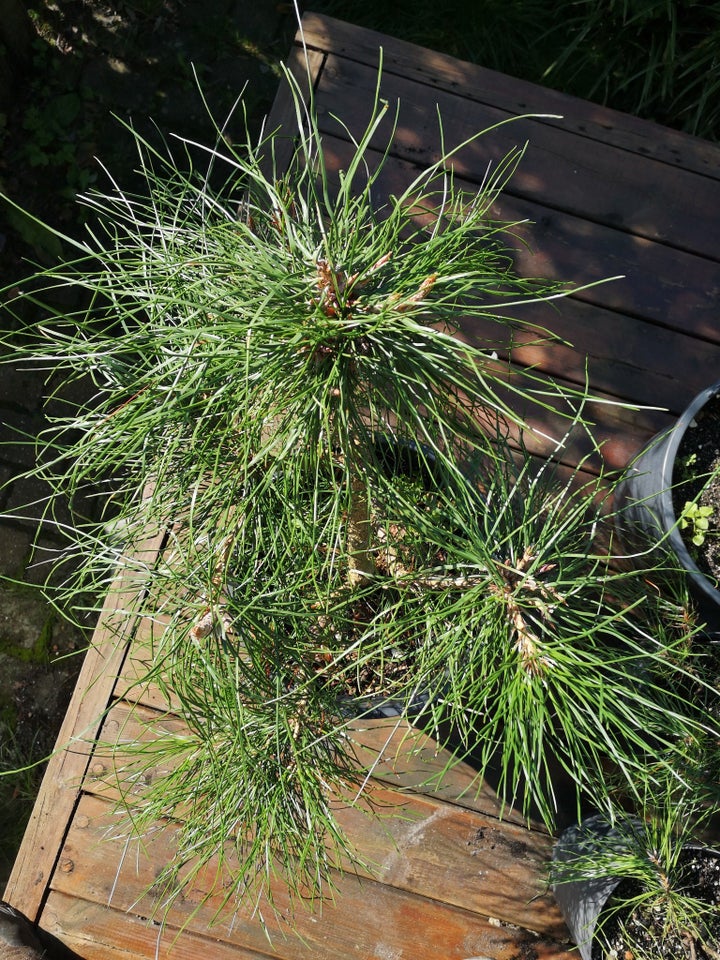 Fyrretræ Pinus tabuliformis