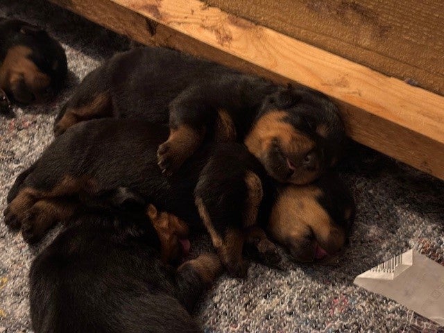 Rottweiler , hvalpe, 8 uger