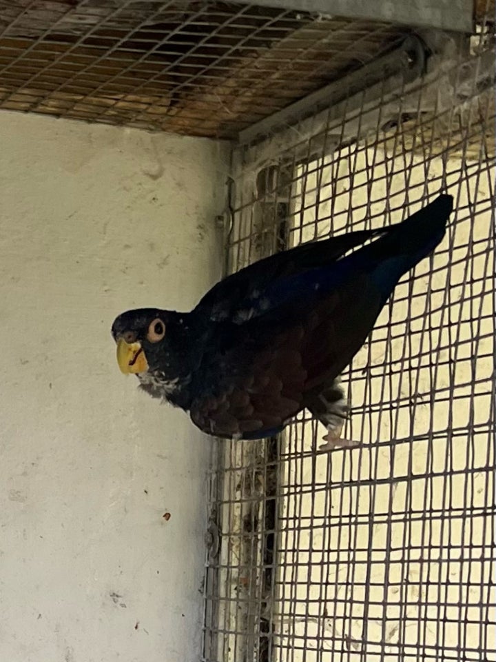 Papegøje, Brozevinget Pionus, 2 år