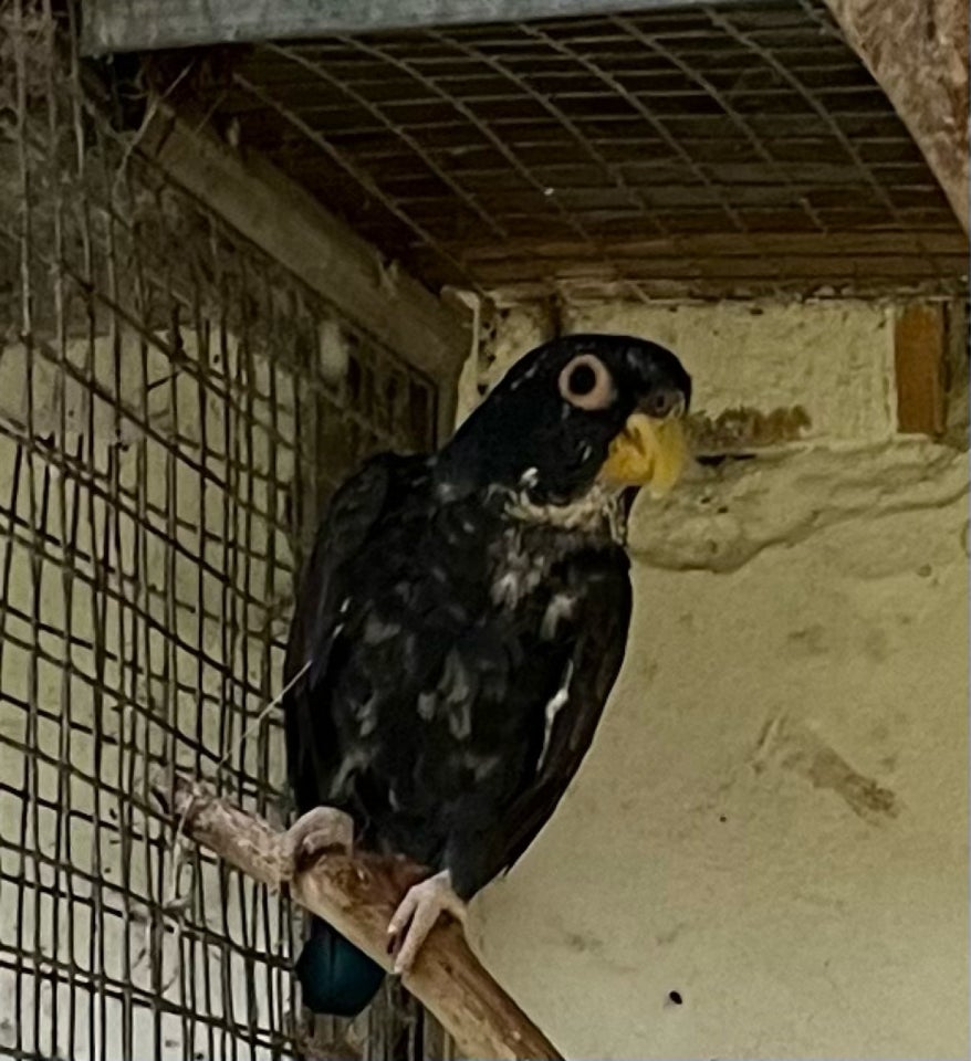 Papegøje, Brozevinget Pionus, 2 år