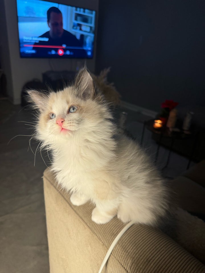 Ragdoll, hankat, 4 mdr.