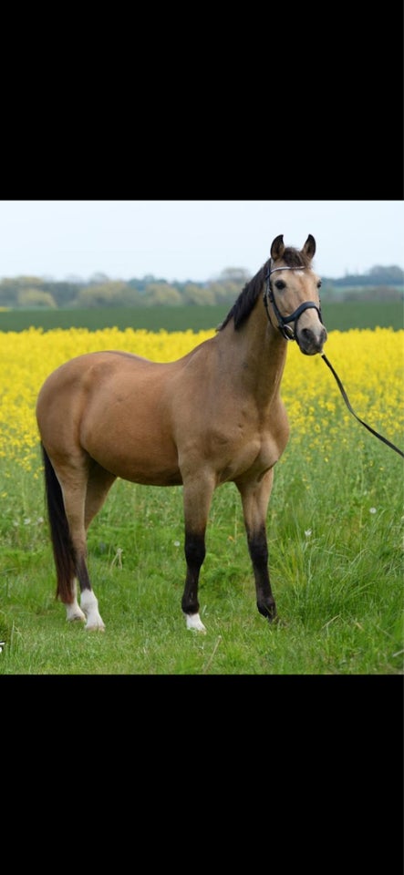 Tysk Pony vallak 20 år