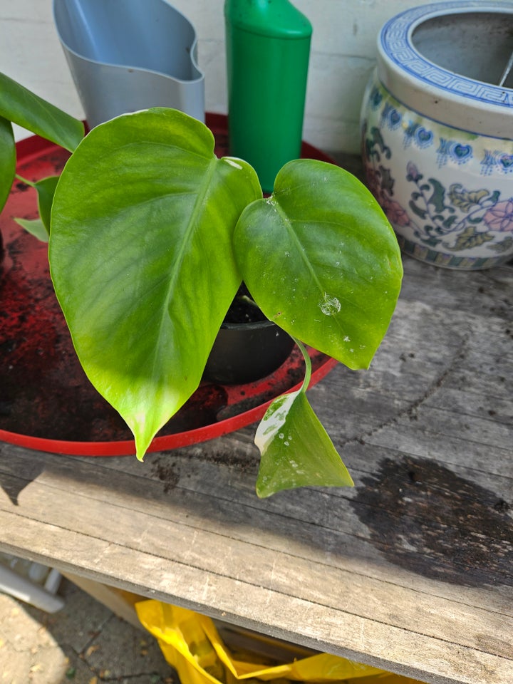 monstera variegata Stue