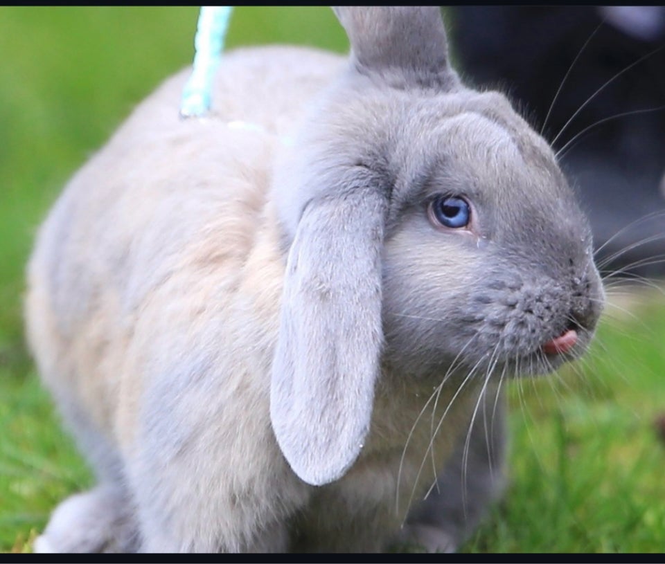 Kanin, Hopkanin, 1 år