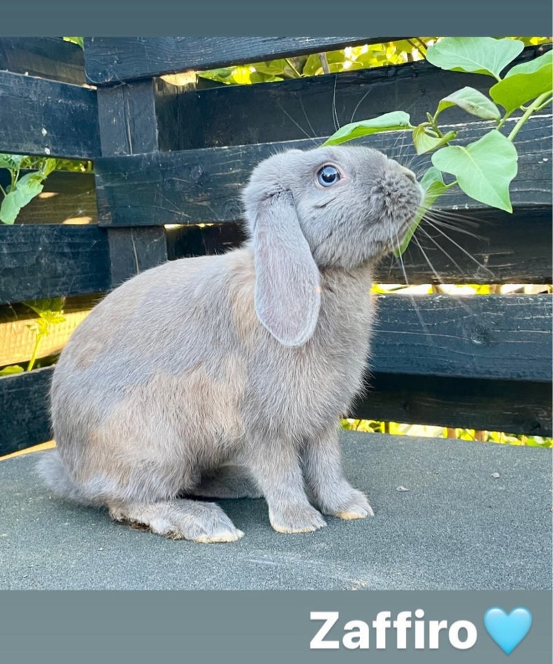 Kanin, Hopkanin, 1 år